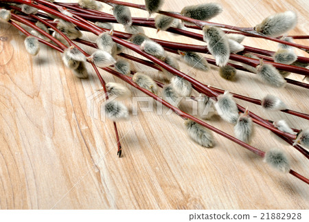 Pussy willow on rustic wooden background. Pussy willow on rustic wooden background. 21882928