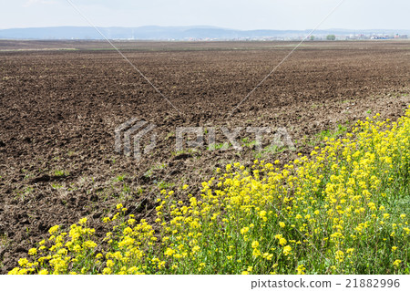 plowed field and yellow flowers of rapeseed plowed field and yellow flowers of rapeseed 21882996