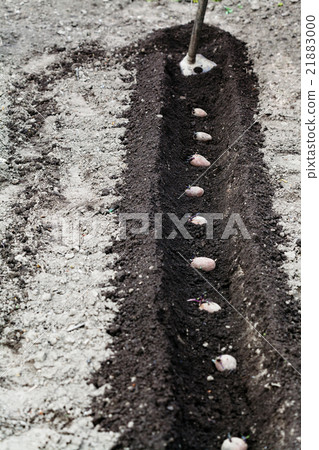 hoe and seed potatoes in furrow 21883000
