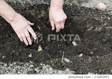 farmer plants seed potato in furrow 21883001