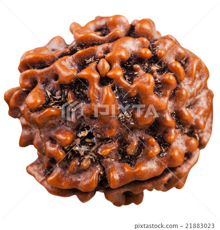 Rudraksha tree seed isolated on white Rudraksha tree seed isolated on white 21883023
