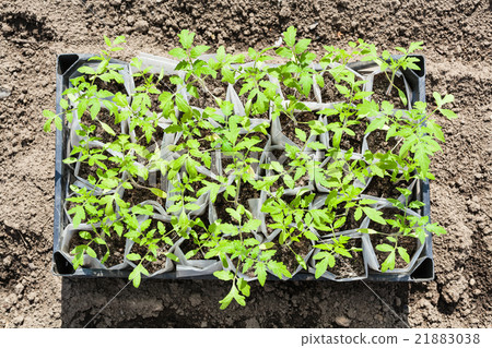 top view of box with young sprouts of tomato plant top view of box with young sprouts of tomato plant 21883038
