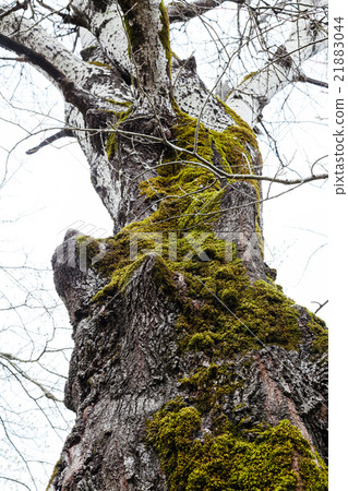 trunk of old poplar tree covered by green moss 21883044
