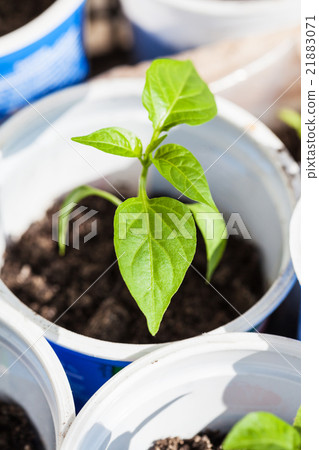 green sprout of bell pepper plant in plastic tube 21883071