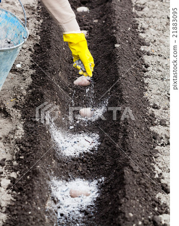 farmer fertilizes soil by organic fertilizer 21883095