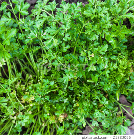 green leaves of fresh parsley at garden 21883096