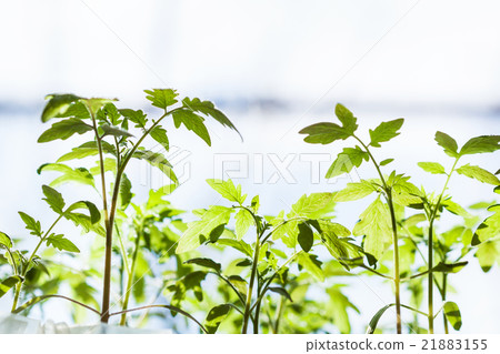 many shoots of tomato plant many shoots of tomato plant 21883155