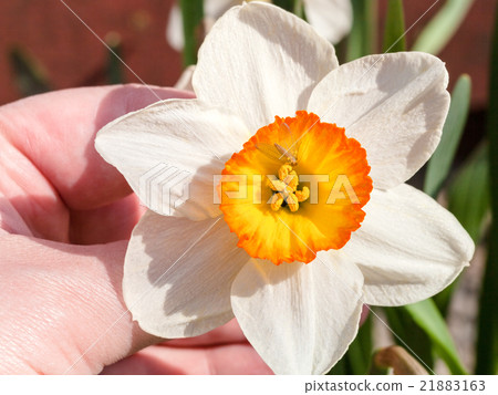 hand holds Narcissus Tazetta cultivar flower with fly hand holds Narcissus Tazetta cultivar flower with fly 21883163