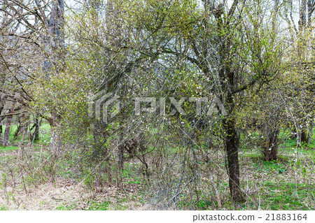 flowering acacia tree in in spring flowering acacia tree in in spring 21883164