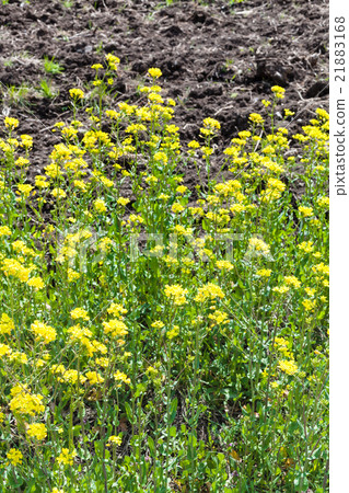 yellow flowers of canola yellow flowers of canola 21883168