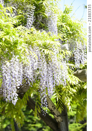 紫藤格子 21883335