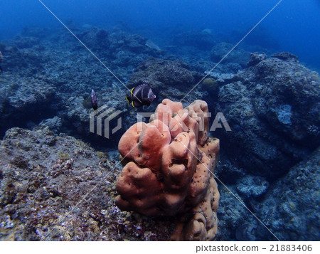 Yuzen is shabby with the corals of the Ogasawara Islands and Chichijima Yuzen is shabby with the corals of the Ogasawara Islands and Chichijima 21883406