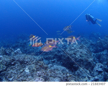 Ogasawara Islands - The ocean of rough terrain of Chichijima and the sawtooth dyed in it Ogasawara Islands - The ocean of rough terrain of Chichijima and the sawtooth dyed in it 21883407