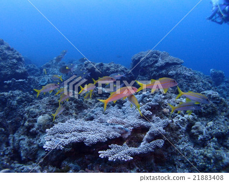 Seas of the coral reefs of the Ogasawara Islands and Chichijima and a lot of red herring cattle flocking there Seas of the coral reefs of the Ogasawara Islands and Chichijima and a lot of red herring cattle flocking there 21883408