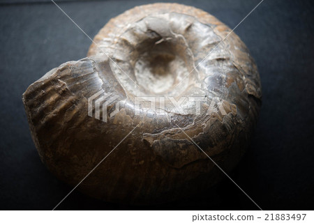Fossil of ammonite Fossil of ammonite 21883497