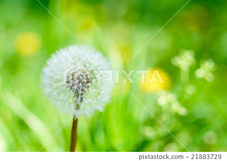 蒲公英 - 絨毛 蒲公英 - 絨毛 21883729