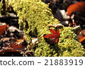 Moss and autumn leaves 21883919