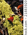 Moss and autumn leaves 21883920