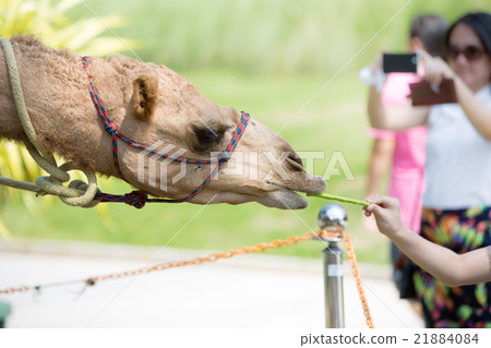 Close up of Camels eat from hand in thailand zoo 21884084