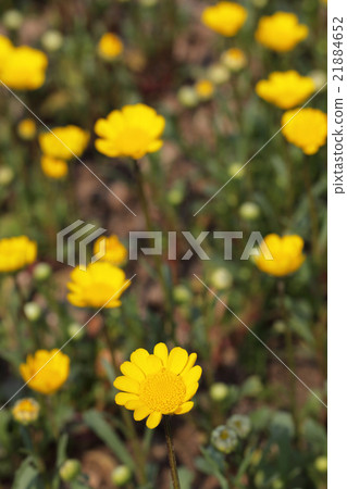 Chrisaneme Mulchicole之花 21884652