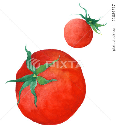 蕃茄 蕃茄 21884717