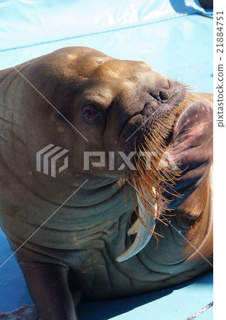 Walrus' show (Aquarium: Umitamago) 21884751