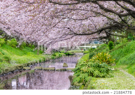 櫻花花瓣跳舞的荒川河的櫻花和花筏 21884778