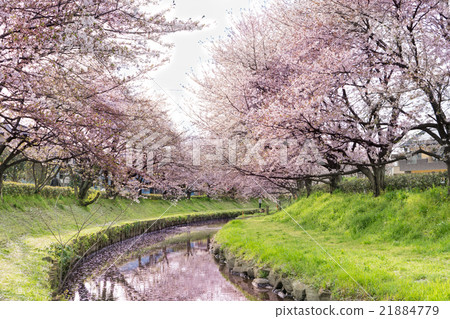 櫻花花瓣跳舞的荒川河的櫻花和花筏 21884779