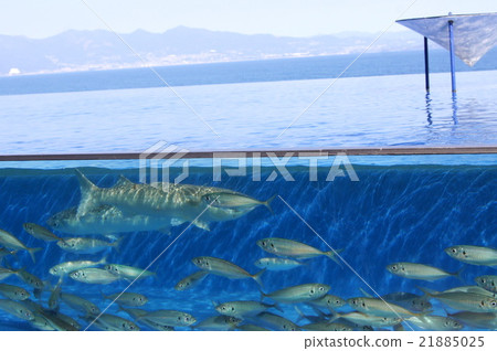 Migration of horse mackerel in the aquarium Migration of horse mackerel in the aquarium 21885025