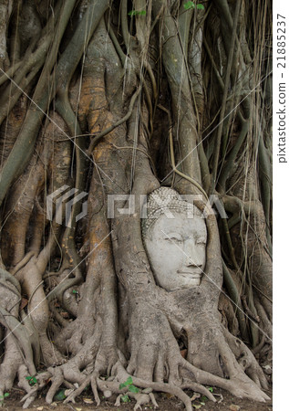 Buddha Head 21885237