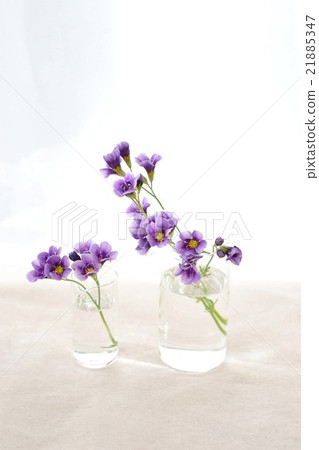 Gillia Twilight 21885347