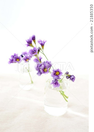 Gillia Twilight Gillia Twilight 21885350