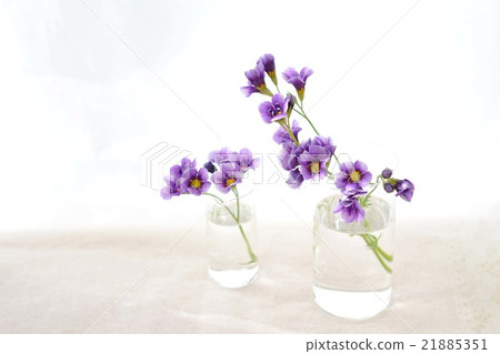 Gillia Twilight 21885351