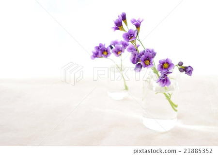 Gillia Twilight 21885352