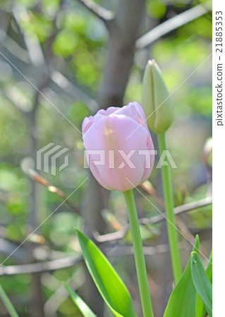 Tulip pink diamond Tulip pink diamond 21885353