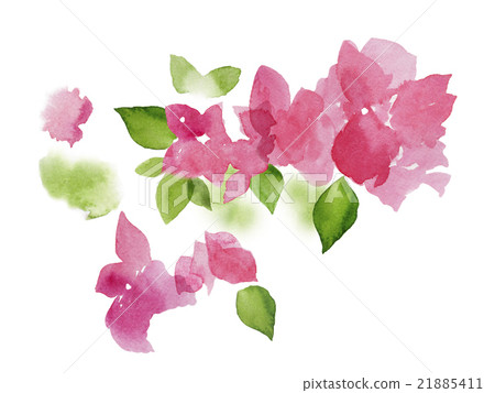 watercolour bougainvillea