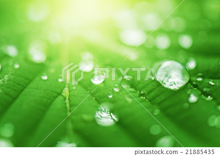 Leaf dew Leaf dew 21885435