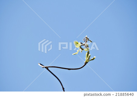 紫藤芽生長 21885640