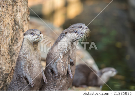 Group of asian small-clawed otters 21885955