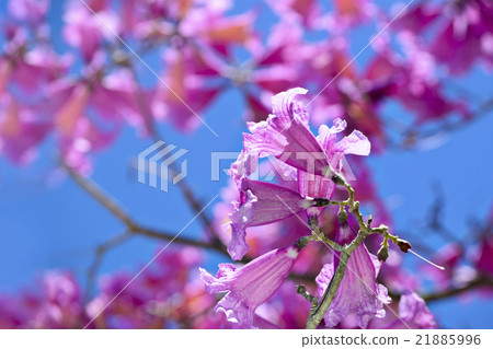 桃紅色喇叭樹春天春天夏天綻放晚春 桃紅色喇叭樹春天春天夏天綻放晚春 21885996