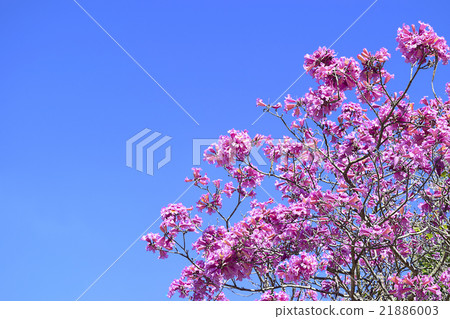 桃紅色喇叭樹春天春天夏天綻放晚春 21886003