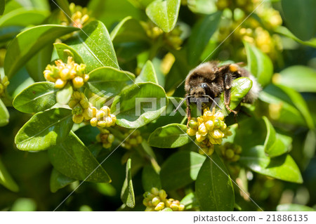 bumble-bee on yellow flowers closeup 21886135