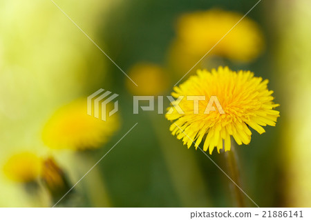 Yellow dandelion on a green background 21886141