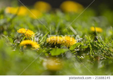 Yellow dandelion on a green background 21886145
