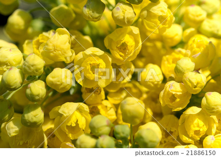 Oregon Grape (Mahonia aquifolium) 21886150