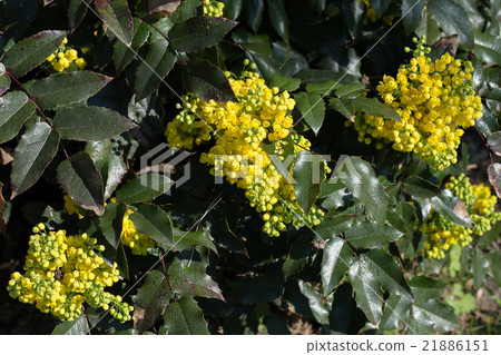 Oregon Grape (Mahonia aquifolium) 21886151