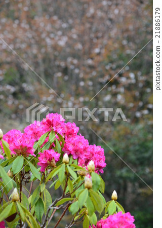Rhododendron flowers (mountain cherry background) 21886179