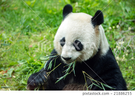 giant panda while eating bamboo 21886255