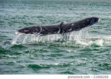 grey whale tail going down in ocean 21886268