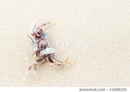 Dead crab. 21886291